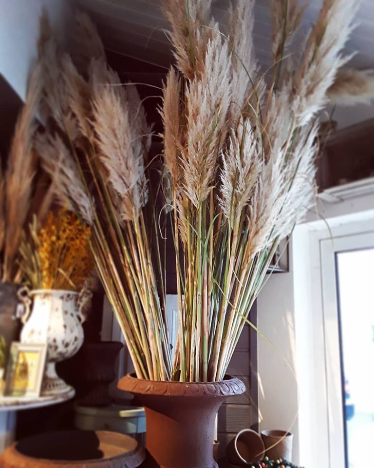 fleurs de pampa