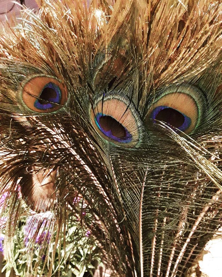 plumes de paons